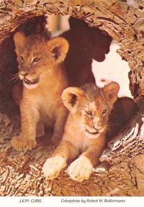 Lion Cubs - Mendon, Massachusetts
