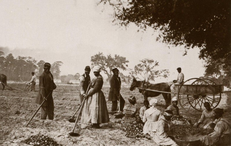 SC - Hopkinson Plantation, 1862. Freed Slaves Planting Sweet Potatoes