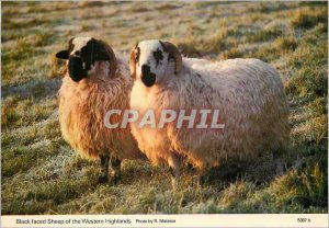 Postcard Modern Black Faced Sheep of the Western Highlands Sheep