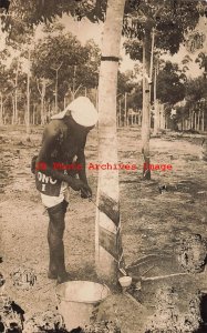 Ethnic Culture, RPPC, African Native Gathering Rubber?