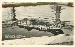 Postcard RPPC Photo 1940s Florida Silver Springs Zulu Crocodile 22-13493