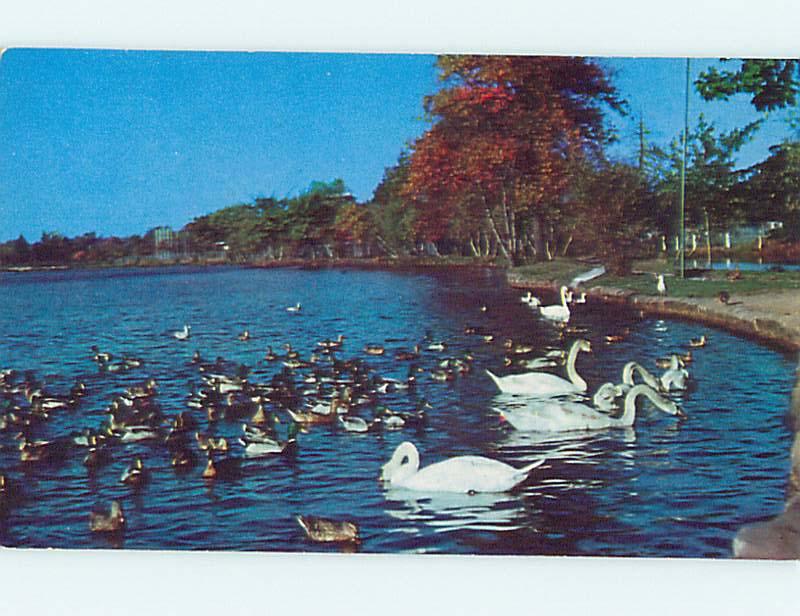 Unused Pre-1980 DUCKS & SWAN BIRDS Long Island New York NY r8915