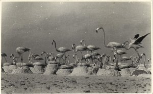 bonaire, N.A., Flamingo Nests with Flamingos (1953) Foto Mayer RPPC Postcard