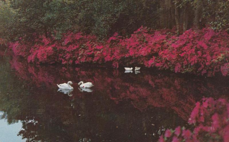 Swans at Airlie Gardens - Wilmington NC, North Carolina