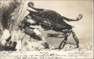 New York City NYC NY Aquarium Blue Crab c1910 Real Photo Postcard