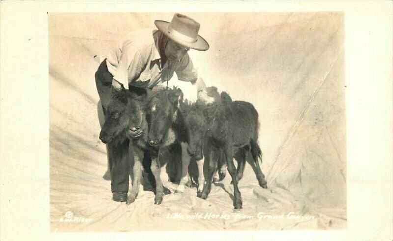 Grand Canyon Arizona1940s Ritter man wild horses RPPC Photo Postcard 21-5555