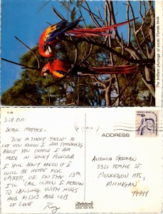 Exotic Fllorida Bbirds (33099