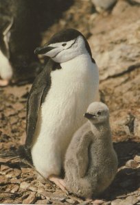 Chinstrap Penguin & Chick at British Antarctic Postcard