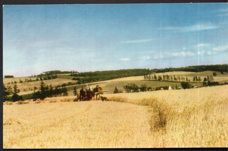 PEI Harvest Time on a Typical Prince Edward Island Farm - Chrome