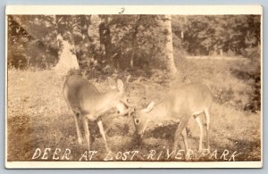 RPPC  Deer at Lost River Park  West Virginia   Photo Postcard  c1930