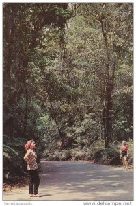 Women in Tropical Fern Gully, Ocho Rios, Jamaica 1940-60s