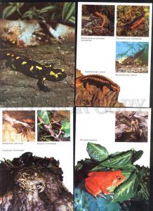 035851 REPTILES Frog Turtle Snakes etc. Collection 22 cards