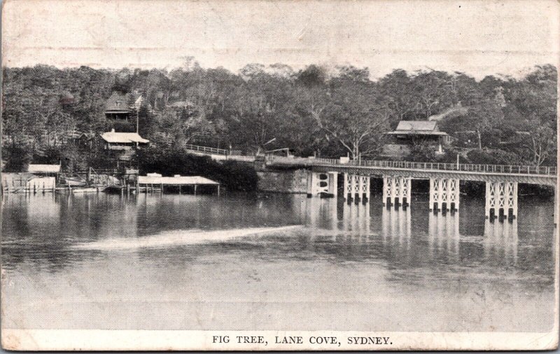 Australia Sydney Fig Tree Lane Cove Vintage Postcard C104