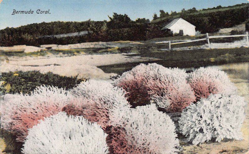 Bermuda Coral, Bermuda, Early Postcard, Unused