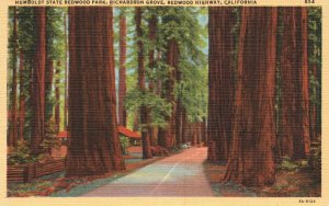 Vintage Postcard 1920's Humboldt State Redwood Park Richardson Grove California