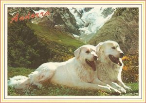 Andorra. Dogs of the Pyrinees Modern Andorra Postcard. Size 15 x 10.5 cms