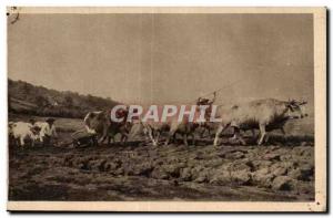 Old Postcard Oxen hitch