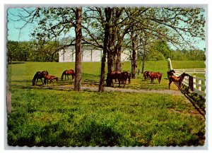 Horse Farm Near Lexington Kentucky c1978 Postcard Continental View Card