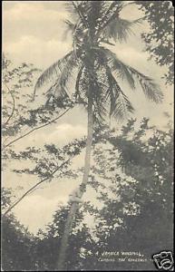 jamaica, Climbing the Cokernut Tree Coconut (1910s)