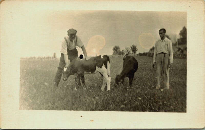RPPC Calves Men in Pasture Field Farming Agriculture Real Photo Postcard AZO