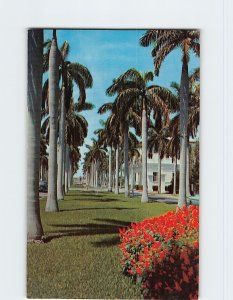 Postcard Avenue of magnificent Royal Palms, Southern Florida