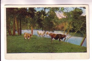 Cows Standing Beside River, Landscapes