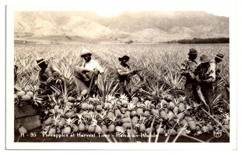 RPPC Pineapples at Harvest Time, Hawaiian Islands Real Photo Postcard *5D