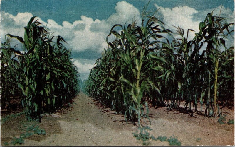 Corn Field Autumn Postcard UNP VTG Plastichrome Unused Vintage 