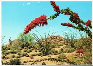 Ocotillo blossoms - buggy-whip cactus Southwest desert Arizona postcard