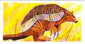 Brooke Bond Tea Trade Card Vanishing Wildlife No 33 Giant Armadillo