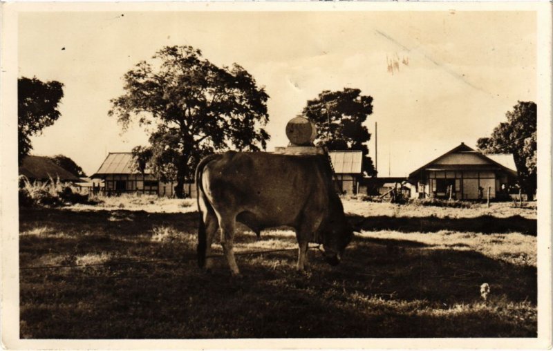 PC COW REAL PHOTO PAPUA NED. NW. GUINEA (a33422)