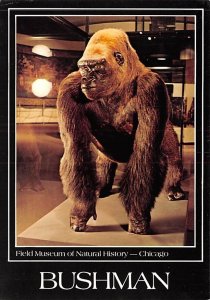 Bushman, Gorilla Field Museum of Natural History, Chicago, Illinois, USA Unused 