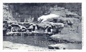 Diving Polar Bear - St. Louis, Missouri MO  