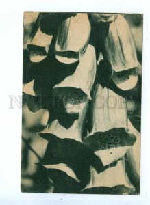 543850 JAPAN Digitalis Flowers Cosmetics ADVERTISING Vintage postcard
