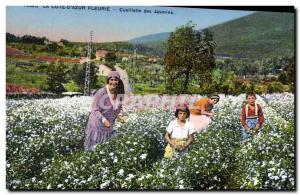 Old Postcard Picking jasmine Cote d & # 39Azur