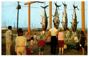 Rhode Island  Point Judith  Giant Bluefin Tuna