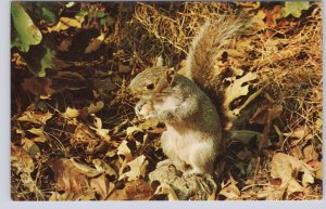 Squirrel, Vintage Chrome Postcard