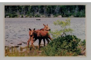 Baby Moose (Twin Calves)