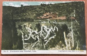 “Penitentes near Trinidad Colo”  June 1909 O. L. Orton LB