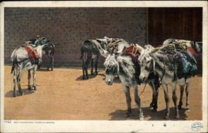 Donkeys Mules - Southwestern Thoroughbreds - Detroit Publishing Postcard