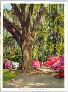 M-80995 Magnolia Gardens Charleston South Carolina