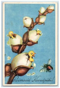 1937 Hatched Egg Baby Ducks Spring Estonia Posted Vintage Postcard