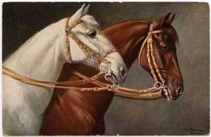 Beautiful Signed Multi Horses Postcard