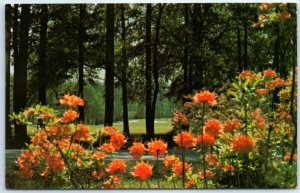 Postcard - Callaway Gardens Unending Season - Pine Mountain, Georgia