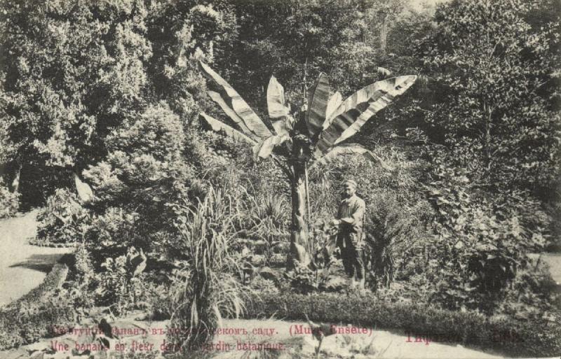 georgia russia, TBILISI TIFLIS, Banana Blossom in the Botanical Garden (1910s)