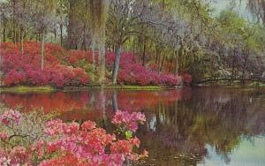 South Carolina Charleston Middleton Gardens Lake Scene