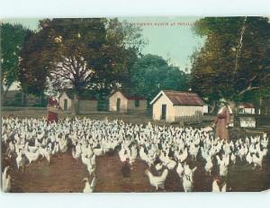 Divided-Back CHICKEN RANCH Petaluma California CA HM6905