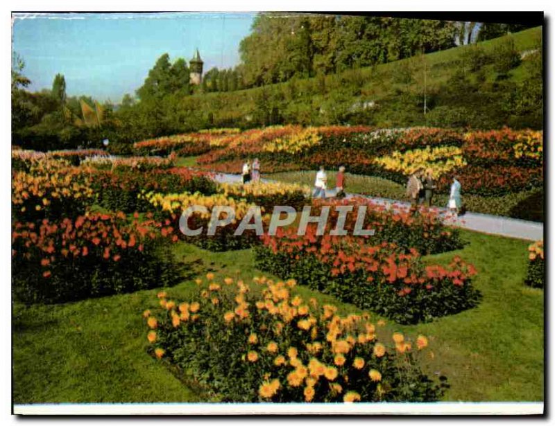 Old Postcard Insel Mainau im Bodensee Dahlien in Südgarten