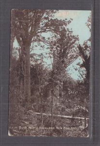 NEW ZEALAND, NORTH AUCKLAND, KAURI BUSH, c1910 ppc., unused.