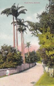 Bermuda Royal Palms